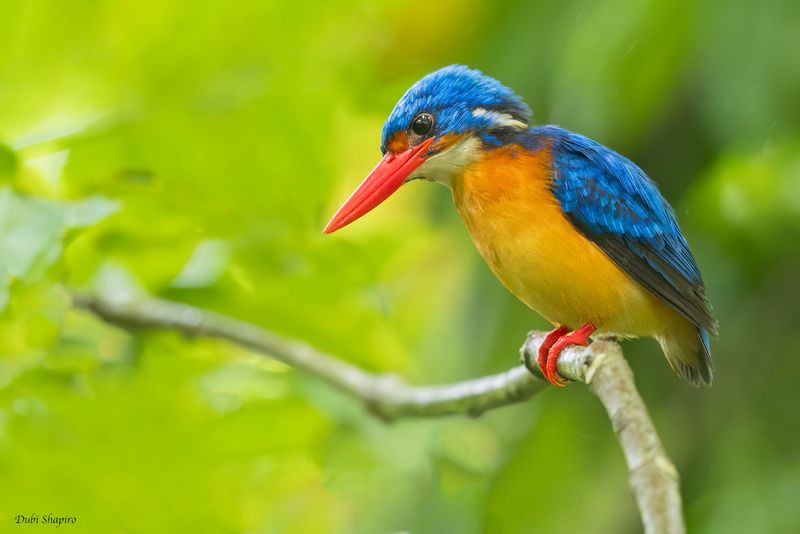 Dimorphic Dwarf-Kingfisher 