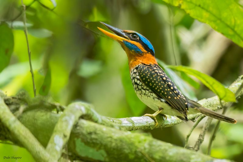 Spotted Kingfisher 