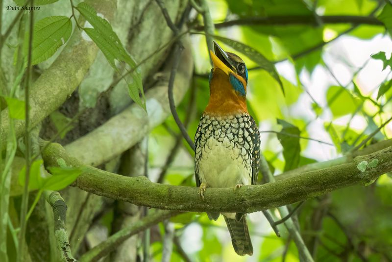 Spotted Kingfisher 