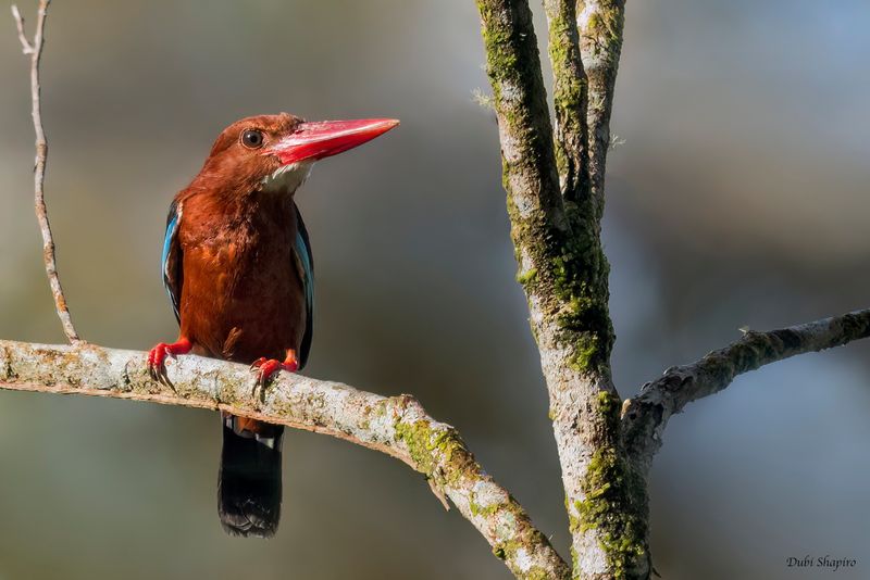 Brown-breasted Kingfisher