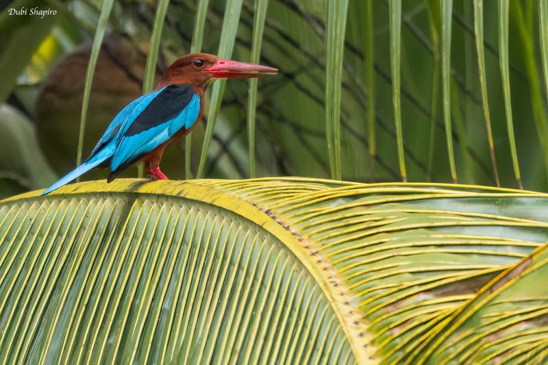Brown-breasted Kingfisher 