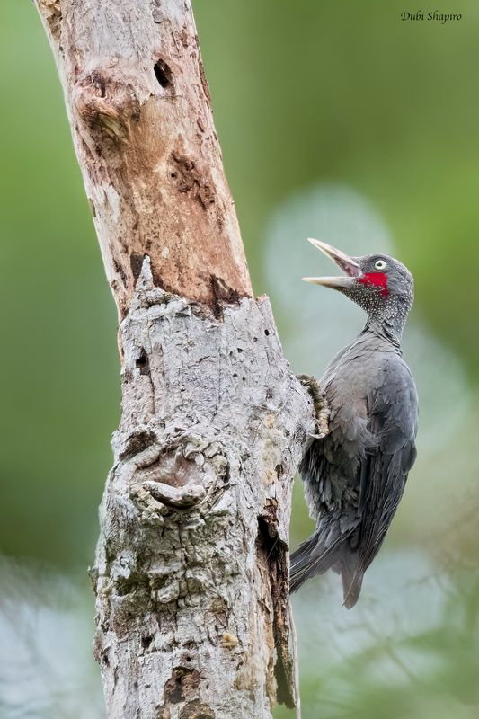 Southern Sooty-Woodpecker 