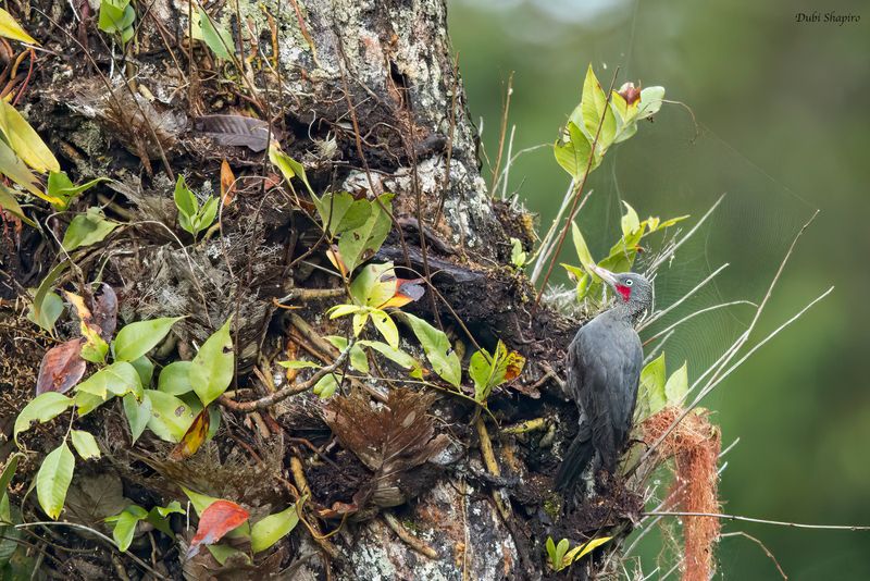 Southern Sooty-Woodpecker 