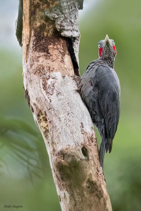 Southern Sooty-Woodpecker 