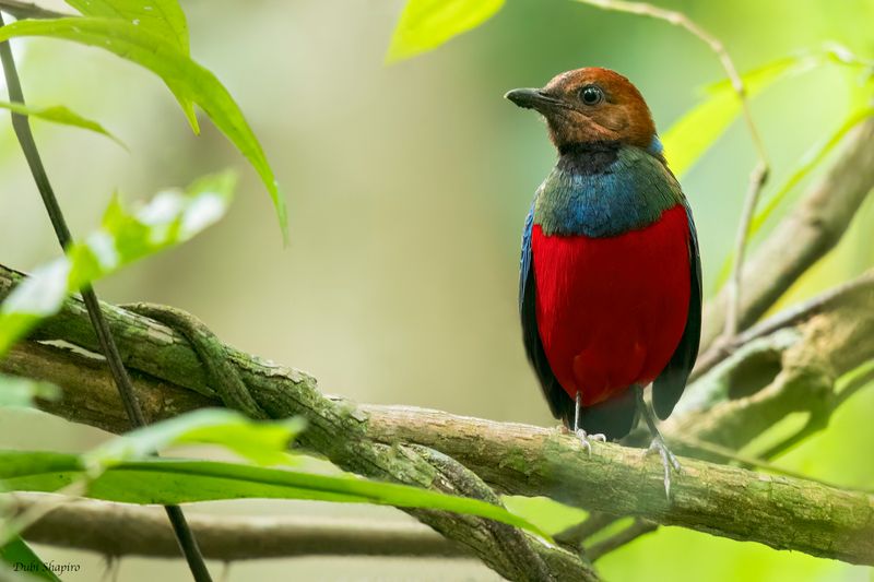 Philippine Pitta 