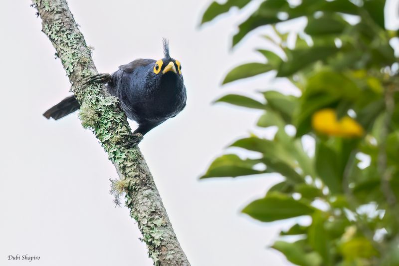 Apo Myna 