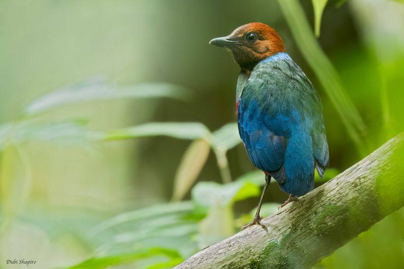 Philippine Pitta 
