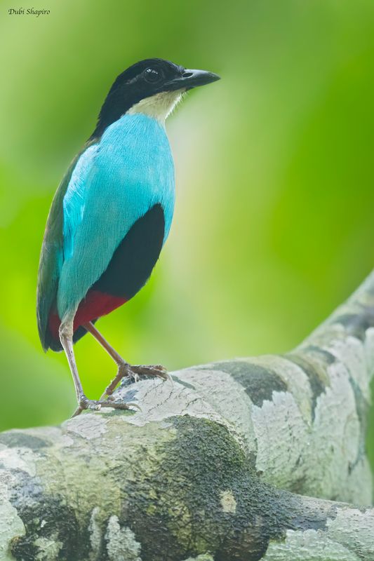 Bird Families of the World