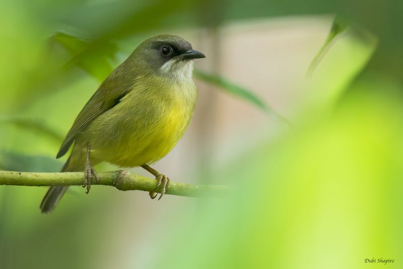 Mindanao Heleia 