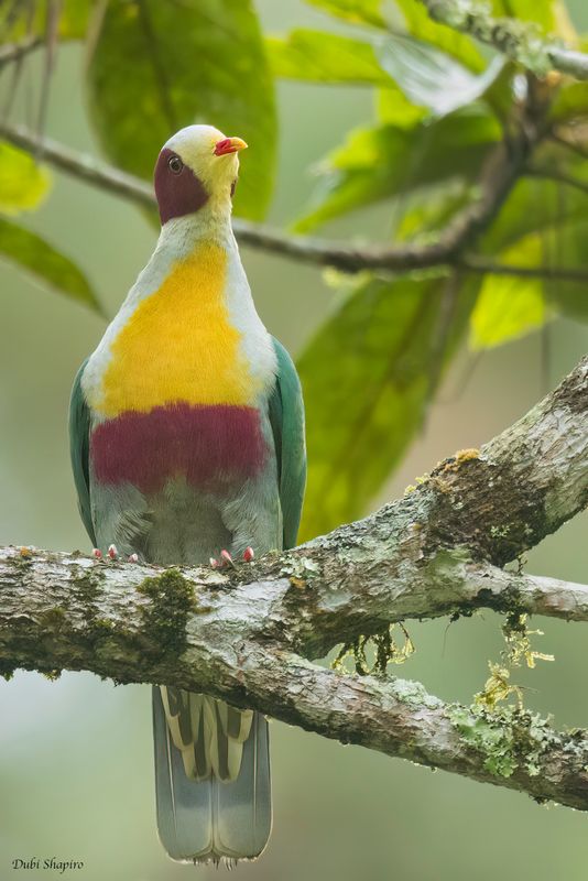 Yellow-breasted Fruit Dove