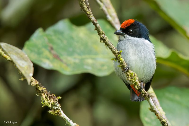 Flame-crowned Flowerpecker 