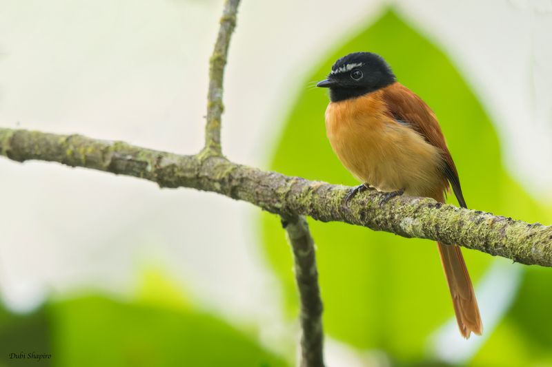 Black-and-cinnamon Fantail 