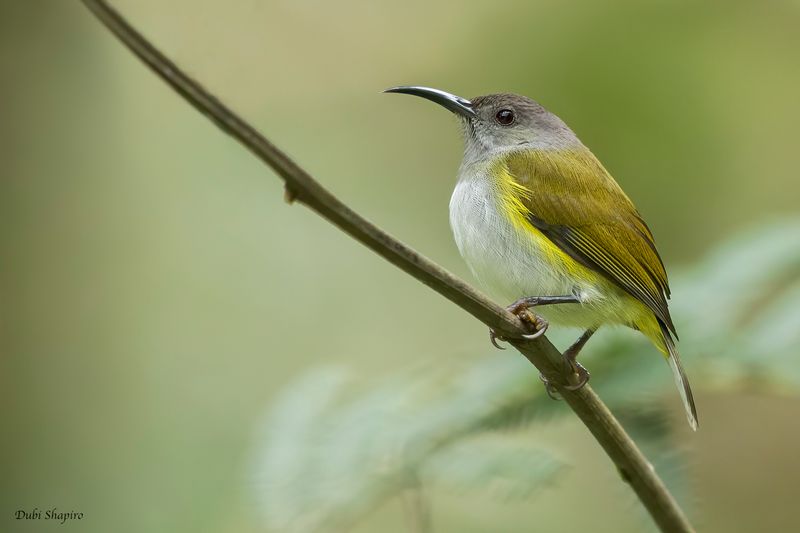 Grey-hooded Sunbird