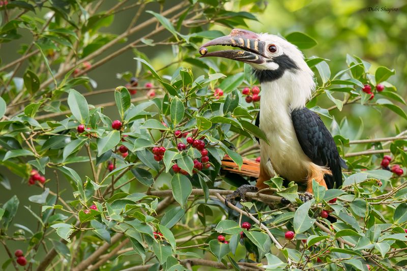 Visayan Hornbill 