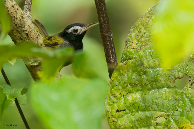 White-browed Tailorbird