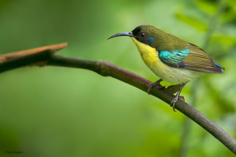 Metallic-winged Sunbird