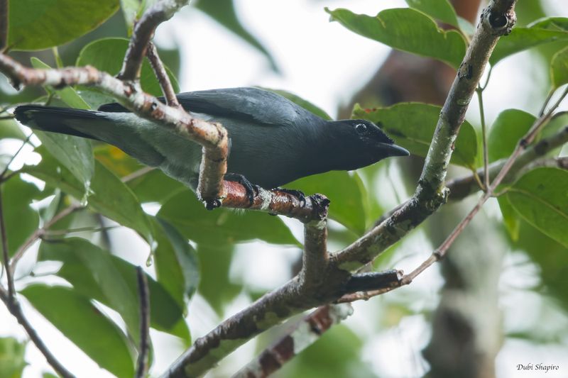 Black-bibbed Cicadabird