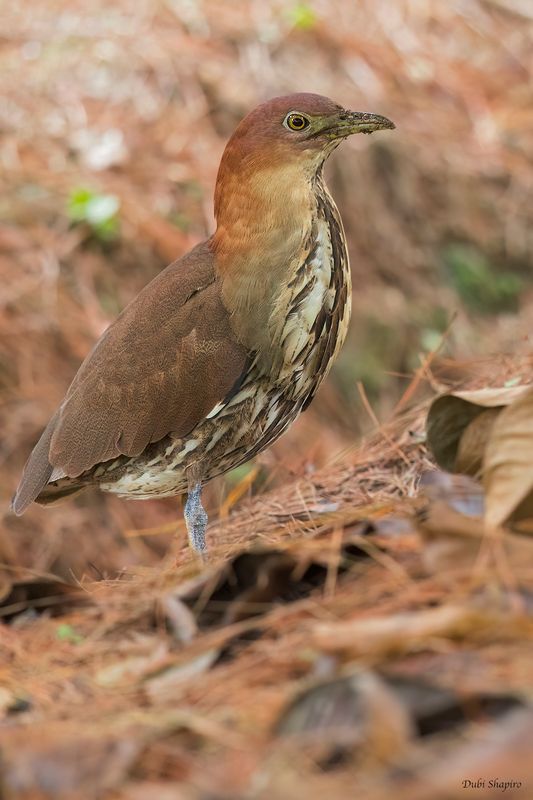 Japanese Night Heron 