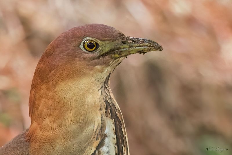 Japanese Night Heron 