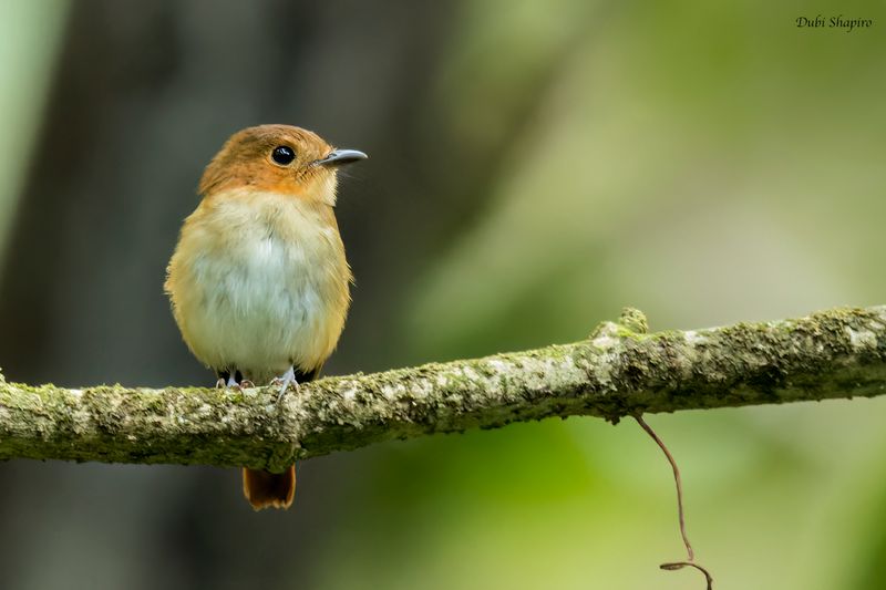 Cryptic Flycatcher