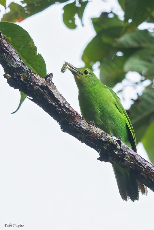 Philippine Leafbird