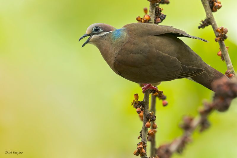 White-eared Brown-Dove 