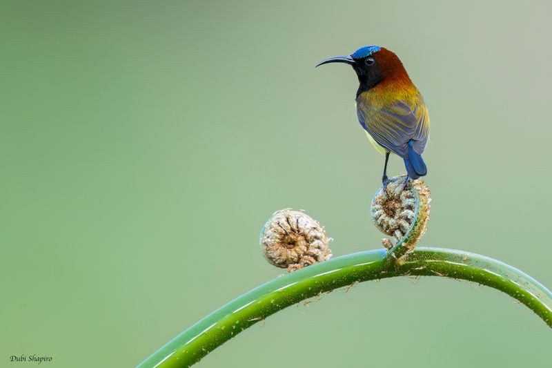 Maroon-naped Sunbird