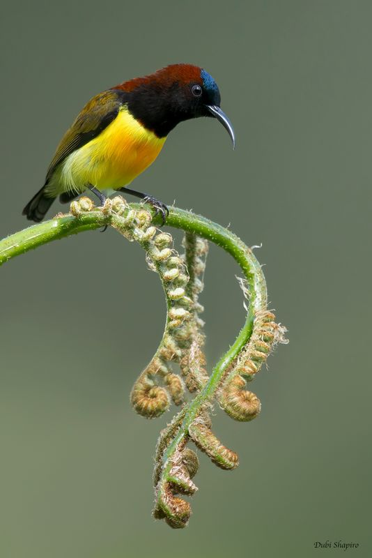 Maroon-naped Sunbird 