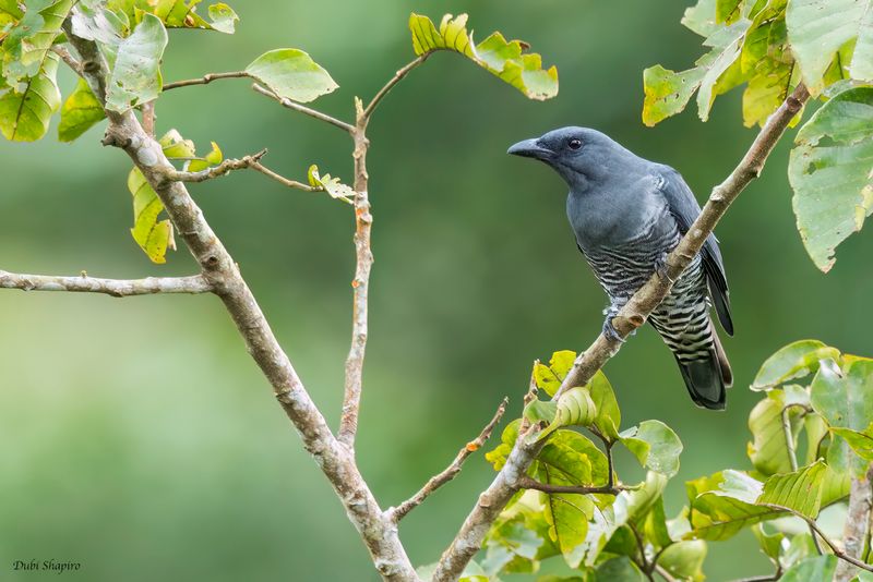 Visayan Cuckooshrike