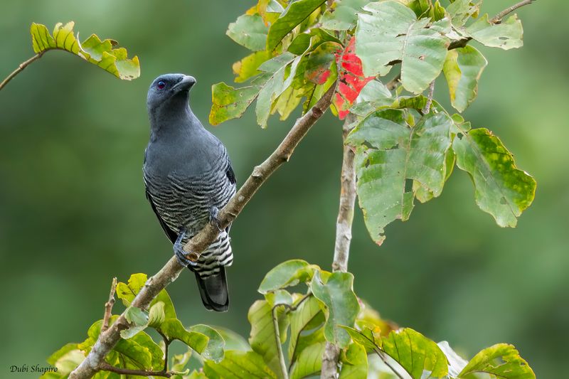 Visayan Cuckooshrike 