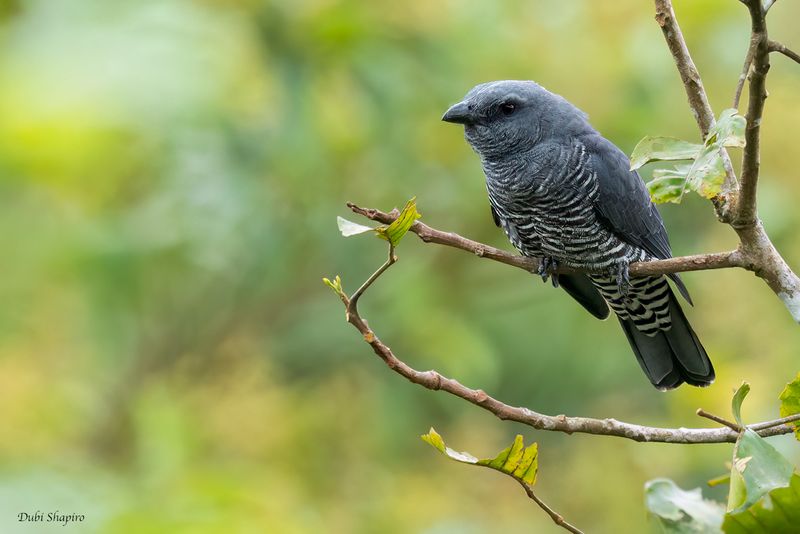 Visayan Cuckooshrike 