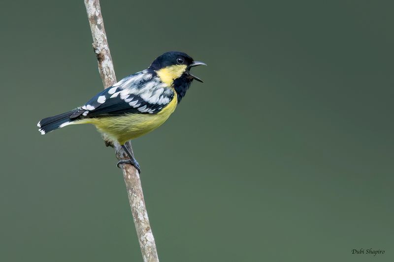 Elegant Tit