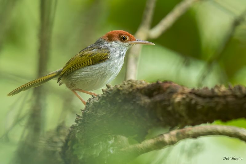 Visayan Tailorbird