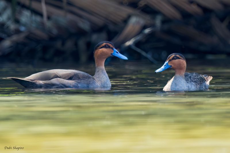 Philippine Duck