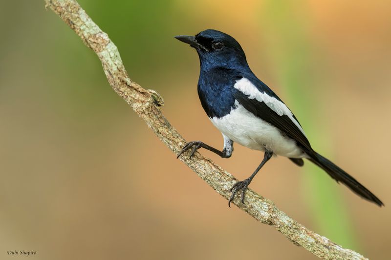 Philippine Magpie-Robin