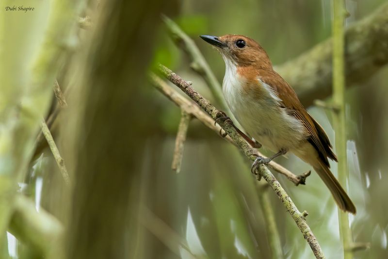 White-vented Whistler