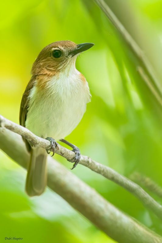 White-vented Whistler 