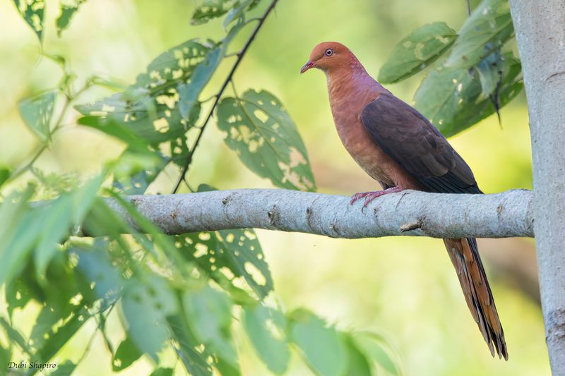 Philippine Cuckoo-Dove