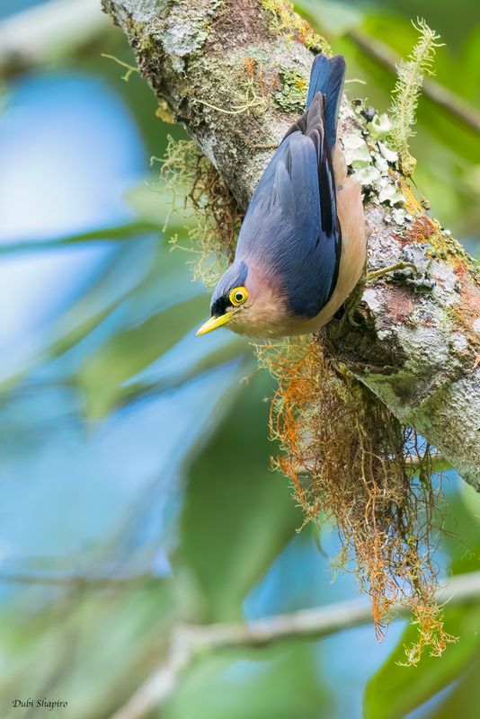 Sulphur-billed Nuthatch