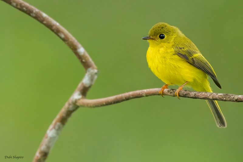 Citrine Canary-flycatcher