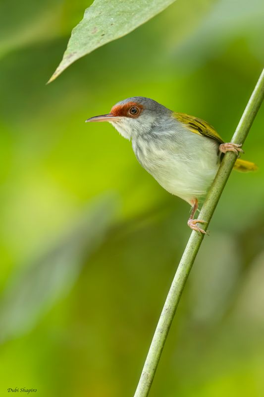 Rufous-fronted Tailorbird