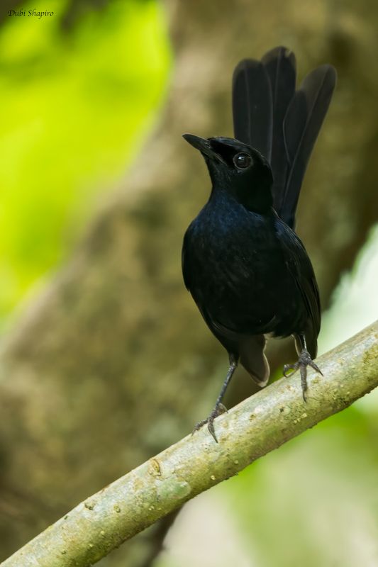 Black Sharma