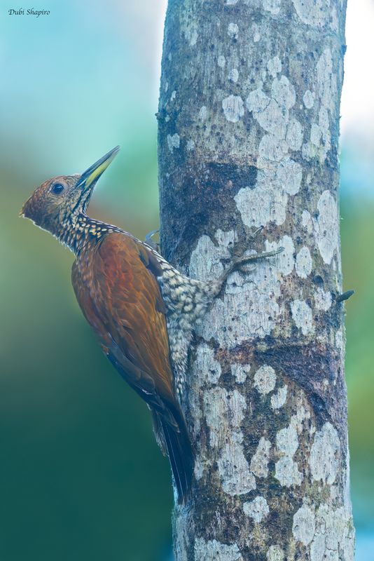 Buff-spotted Flameback 