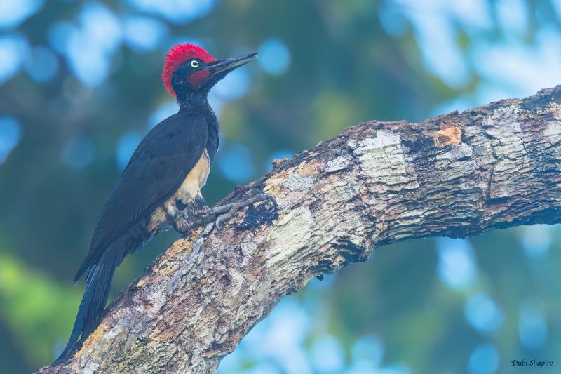 White-bellied Woodpecker 