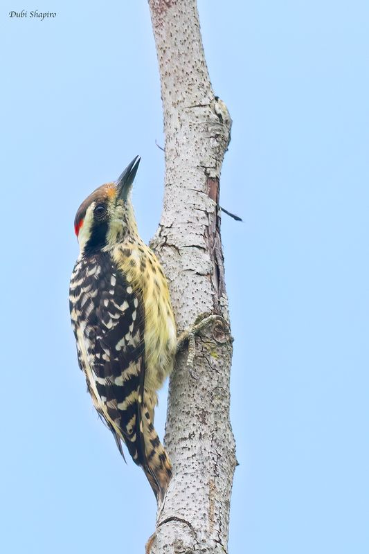 Philippine Pygmy Woodpecker