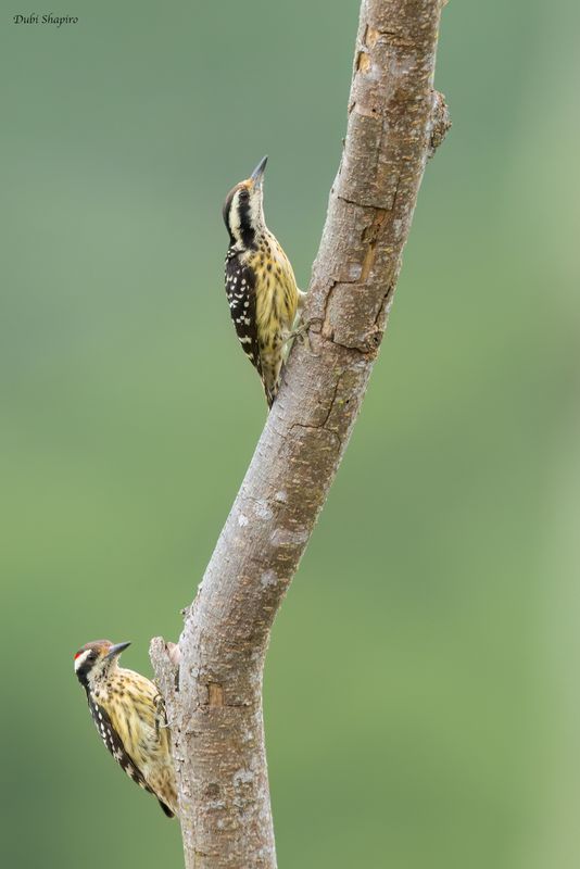 Philippine Pygmy Woodpecker 