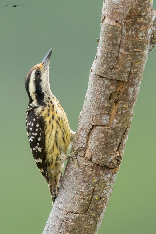 Philippine Pygmy Woodpecker 