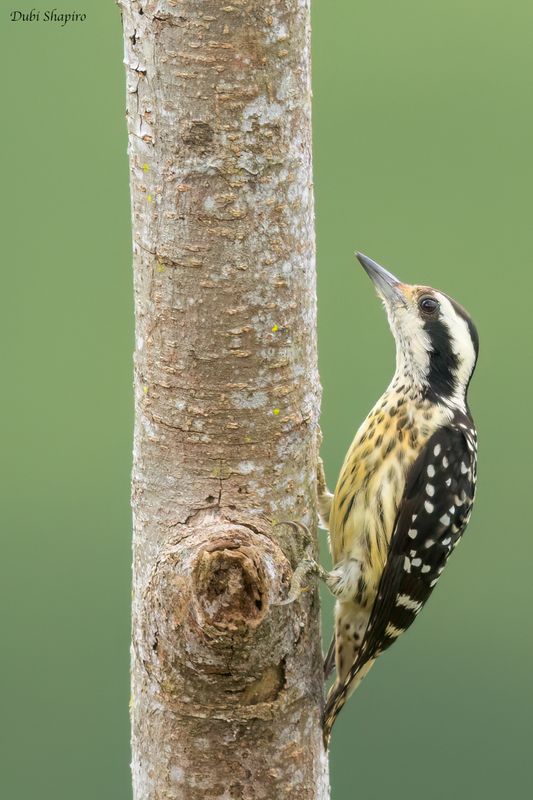 Philippine Pygmy Woodpecker 