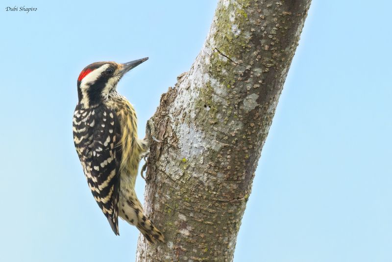 Philippine Pygmy Woodpecker 