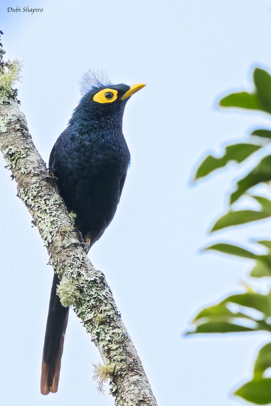 Apo Myna
